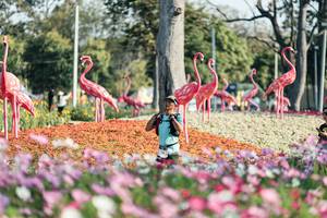 BIB: 
                            <button type="button" onclick="openModal(27344274)" class="btn btn-primary btn-sm float-right btn-popup" data-toggle="modal" data-target=".modal-high-quality">
                        <i class="fas fa-shopping-cart"></i> Add to Cart
                    </button>
                                            <button type="button" onclick="isThisMe(27344274, true)" class="btn btn-success btn-sm float-right btn-popup btn-isme hidden" data-toggle="tooltip" data-placement="bottom" title="นี่คือรูปของคุณใช่ไหม คลิกที่นี่เพื่อเอาเข้าอัลบั้ม">
                        <i class="fas fa-plus"></i> Add to album
                    </button>
                    <button type="button" onclick="isThisMe(27344274, false)" class="btn btn-warning btn-sm float-right btn-popup btn-isnotme hidden">
                        <i class="fas fa-ban"></i> Remove from album
                    </button>